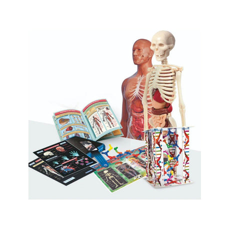 Super Anatomia Cuerpo Humano Clementoni